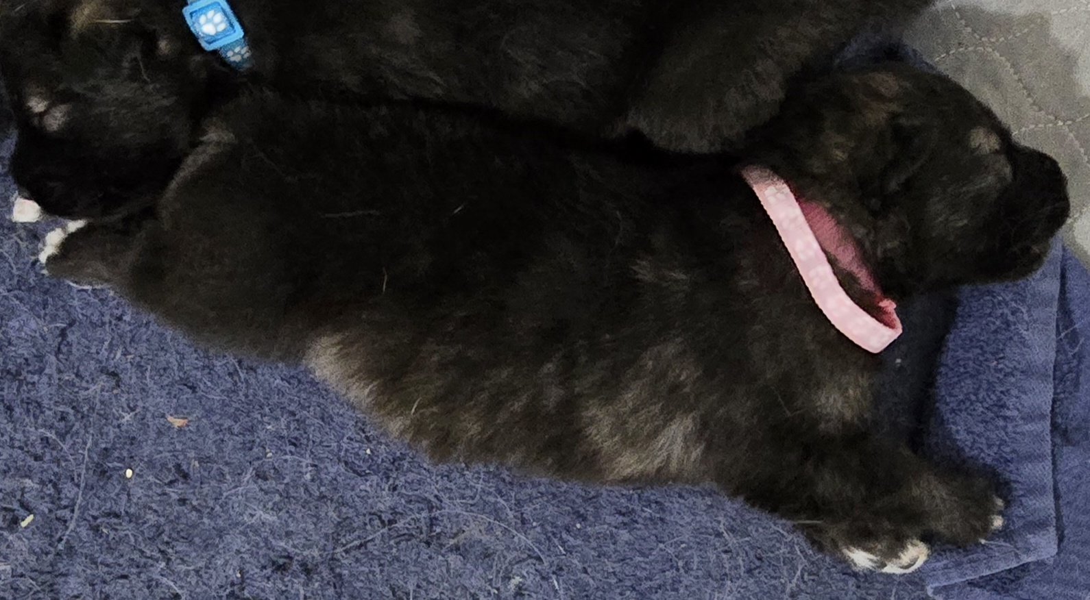 Silly Pink Moera Pup