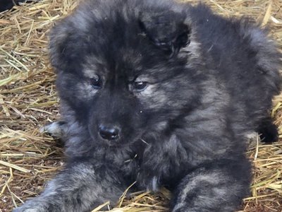 Pink Collar Moera X Lono