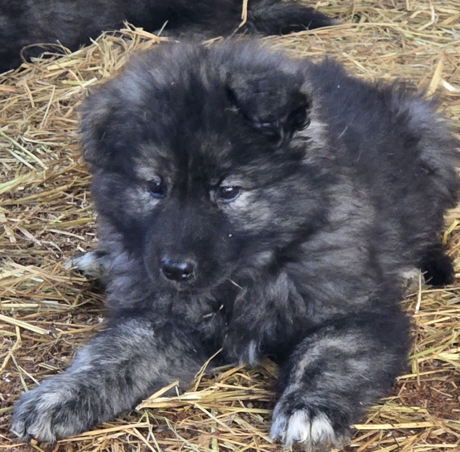 Pink Collar Moera X Lono