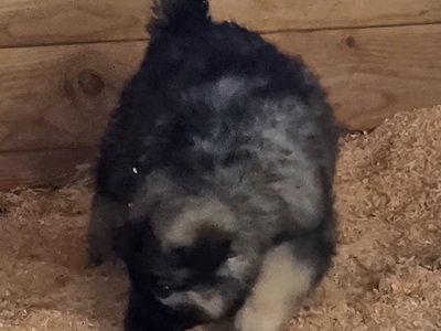 Yellow Collar Moera X Lono