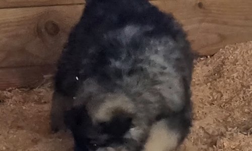 Yellow Collar Moera X Lono