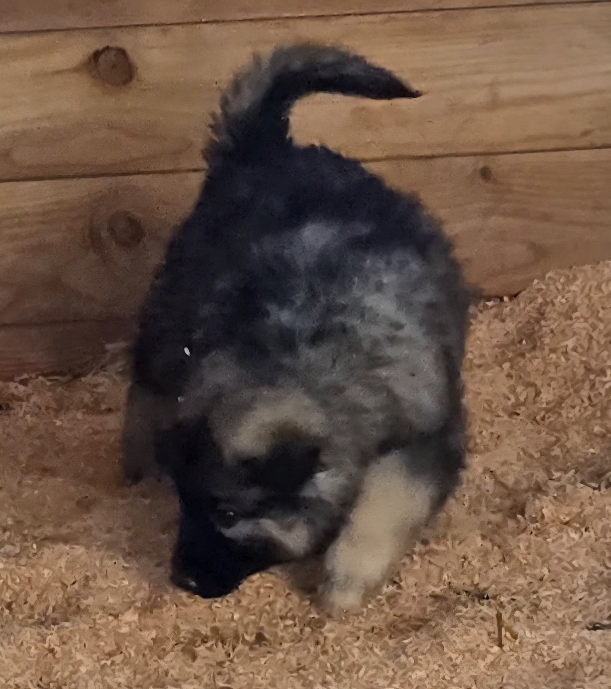 Yellow Collar Moera X Lono