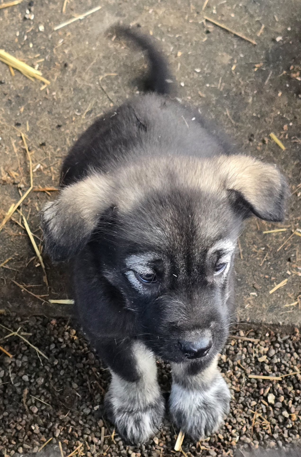 Morticia X Lark Cray