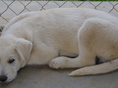 Taralli Laying Down