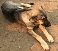 Am Alsatian Needle