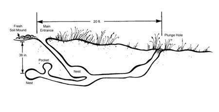 Burrow