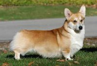 Cardigan Welsh Corgi Missy