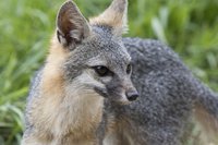 Coat Fur or Pelt