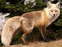 Fox