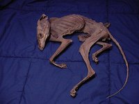 Fox Skelly