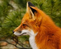Red Fox
