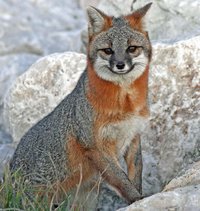 Weird Fox