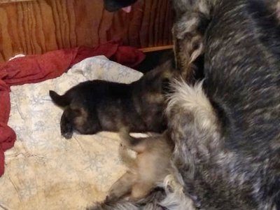 bambi and pups