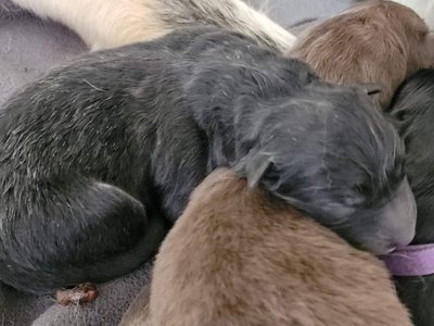Last Puppy Alpine 5/16/2022